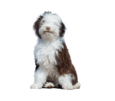 Perro de Agua Español