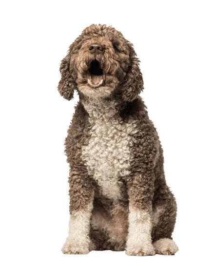 Perro de Agua Español