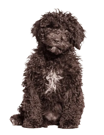 Perro de Agua Español