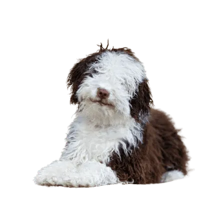 Perro de Agua Español