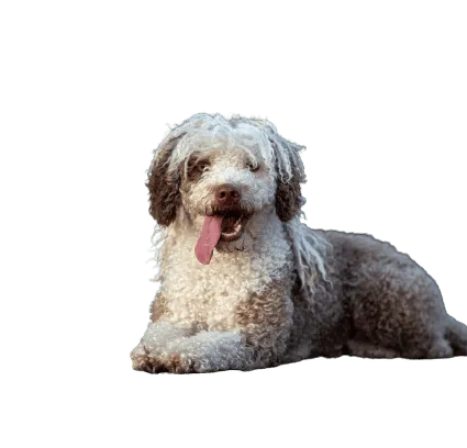 Perro de Agua Español