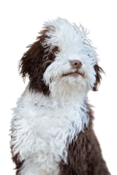 Perro de Agua Español Bild