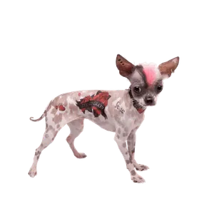 Peruanischer Nackthund