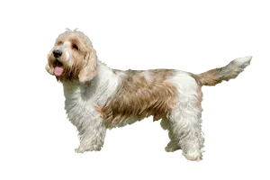 Petit-Basset-Griffon-Vendeen-2