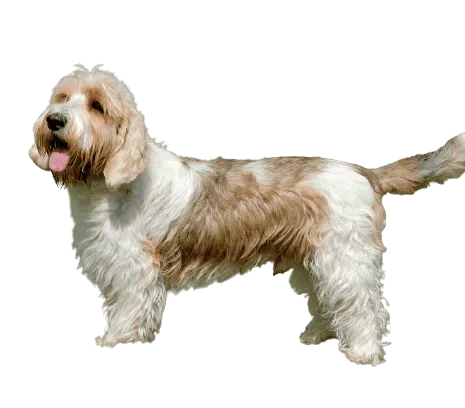 Petit-Basset-Griffon-Vendeen-2