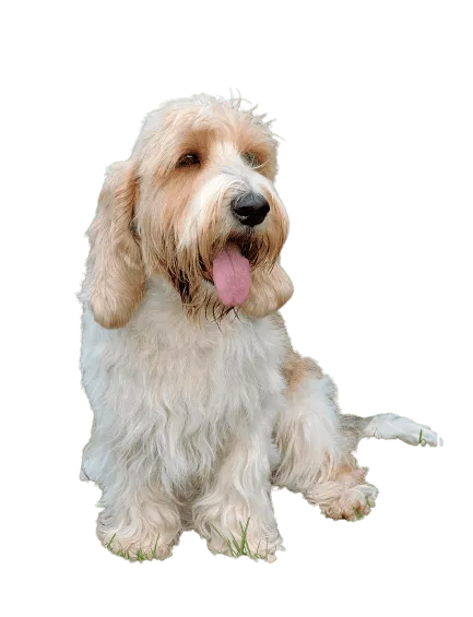 Petit-Basset-Griffon-Vendeen-4