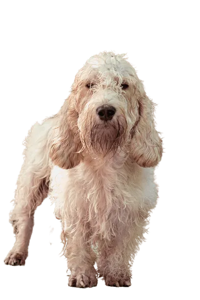 Petit-Basset-Griffon-Vendeen-1