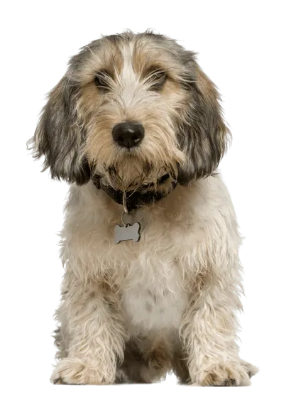 Petit-Basset-Griffon-Vendeen-3