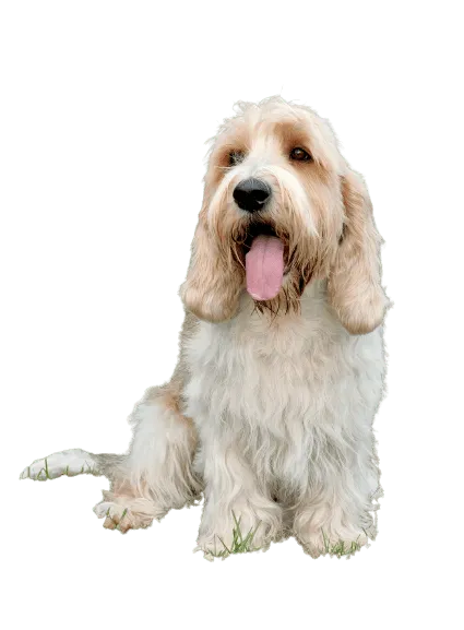 Petit-Basset-Griffon-Vendeen-5