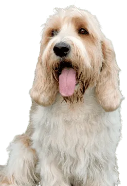 Petit Basset Griffon Vendéen Bild