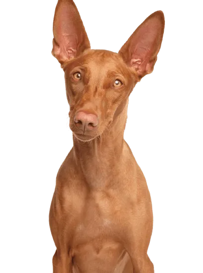 Bild für Pharaonenhund