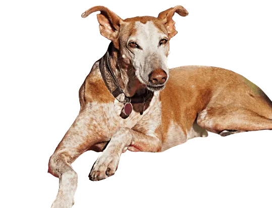 Podenco Canario Bild
