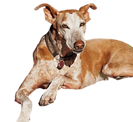 Bild für Podenco Canario