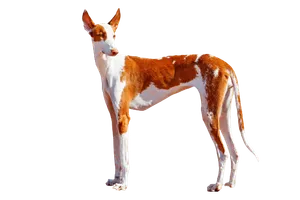 Podenco-Ibicenco-4