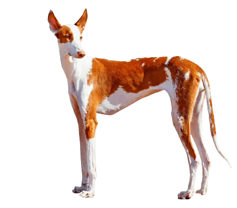 Podenco-Ibicenco-4
