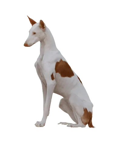 Podenco-Ibicenco-7
