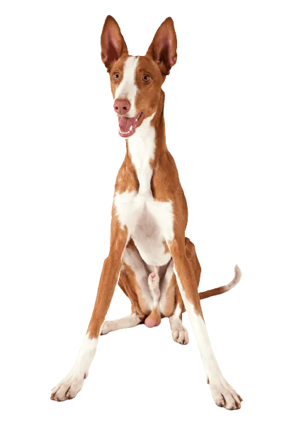 Podenco-Ibicenco-3