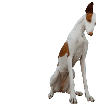 Podenco-Ibicenco-2