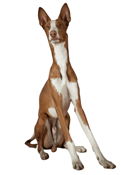 Podenco-Ibicenco-5