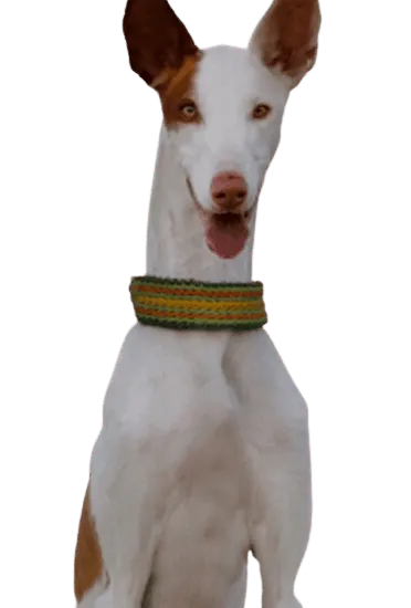 Bild für Podenco Ibicenco
