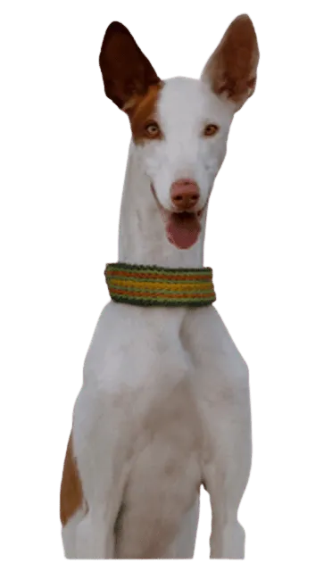Podenco Ibicenco Bild