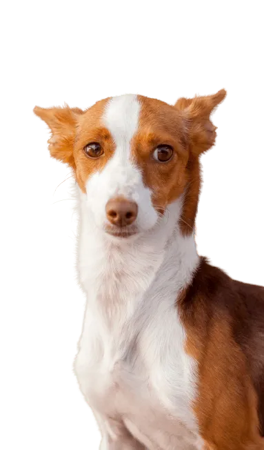 Podengo Português Bild