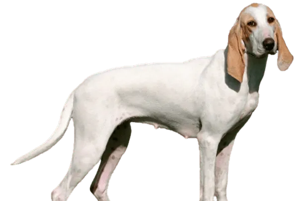 Porcelaine Bild
