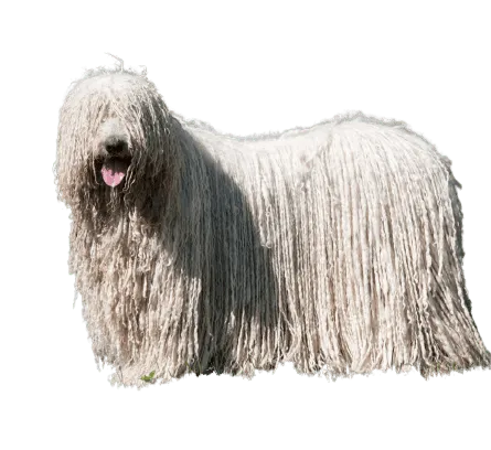 Puli (4)