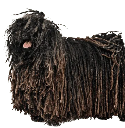 Puli (3)