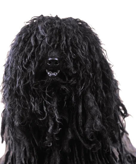 Puli Bild