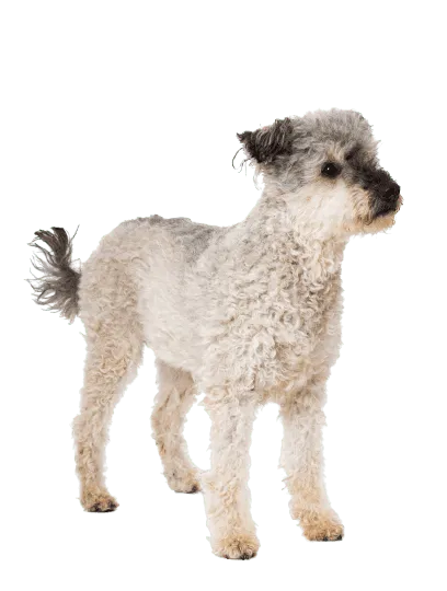 Pumi-6