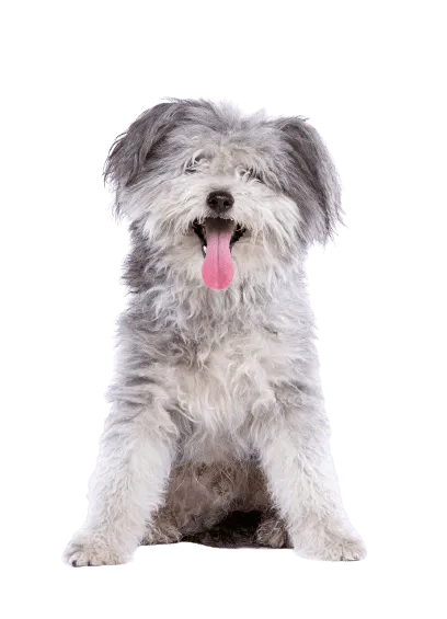 Pumi-5