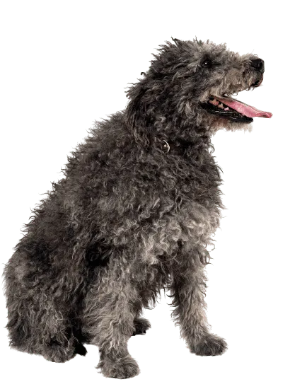 Pumi-3