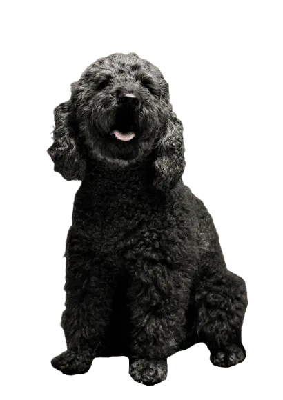 Pumi-2