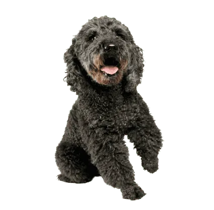Pumi-4