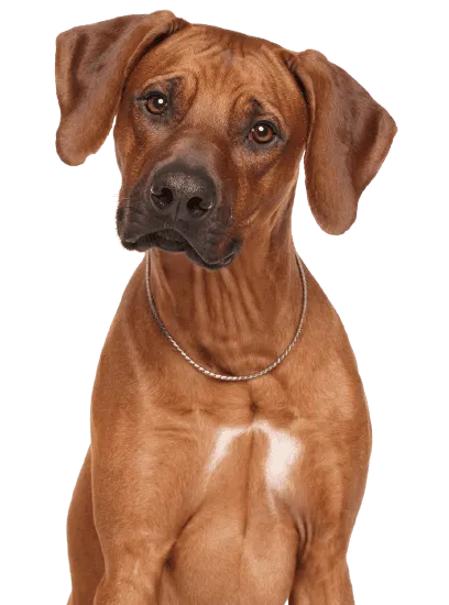 Bild für Rhodesian Ridgeback