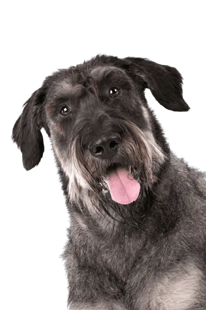 Riesenschnauzer Bild