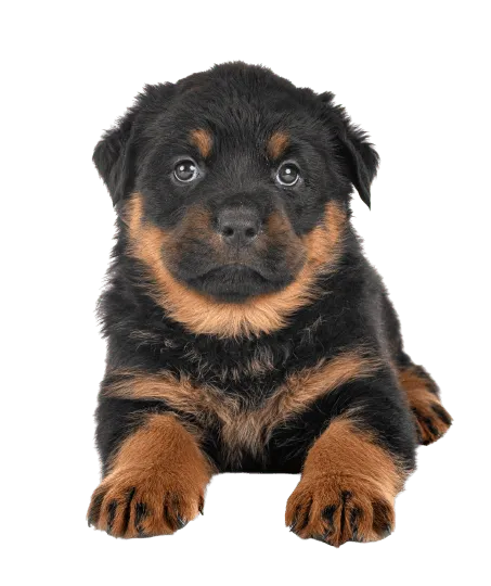 Rottweiler puppy