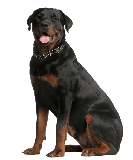 Rottweiler adult