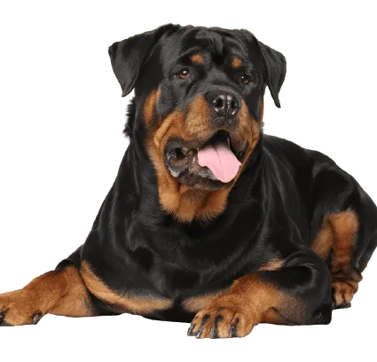 Rottweiler_2
