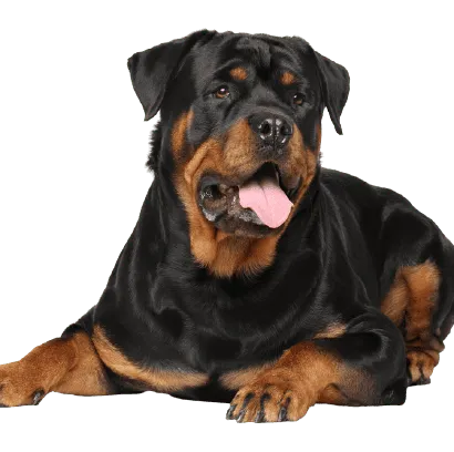 Rottweiler_2