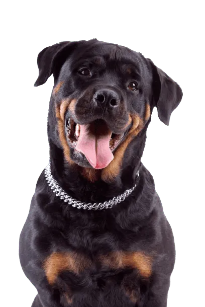 Rottweiler_1