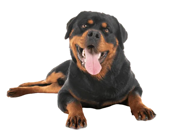 Rottweiler Bild