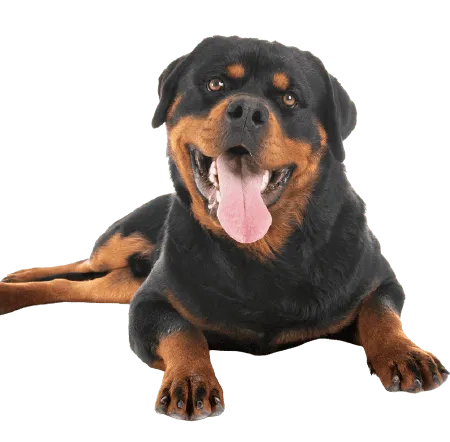Bild für Rottweiler