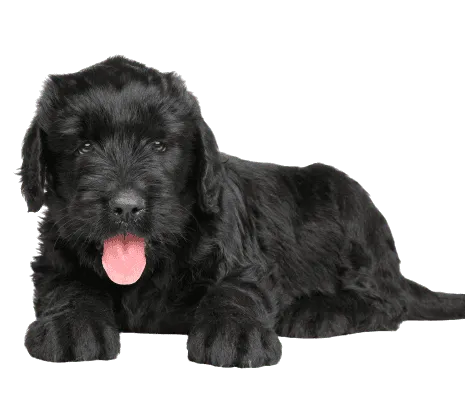 Russischer-Schwarzer-Terrier-6