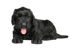 Russischer-Schwarzer-Terrier-6