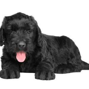 Russischer-Schwarzer-Terrier-6