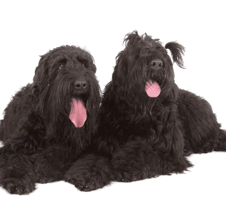 Russischer-Schwarzer-Terrier-4