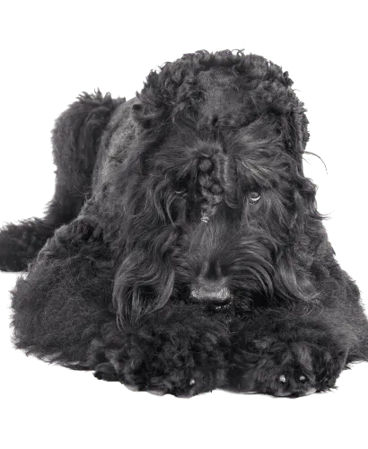 Russischer-Schwarzer-Terrier-5