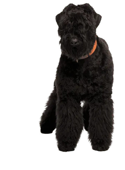 Russischer-Schwarzer-Terrier